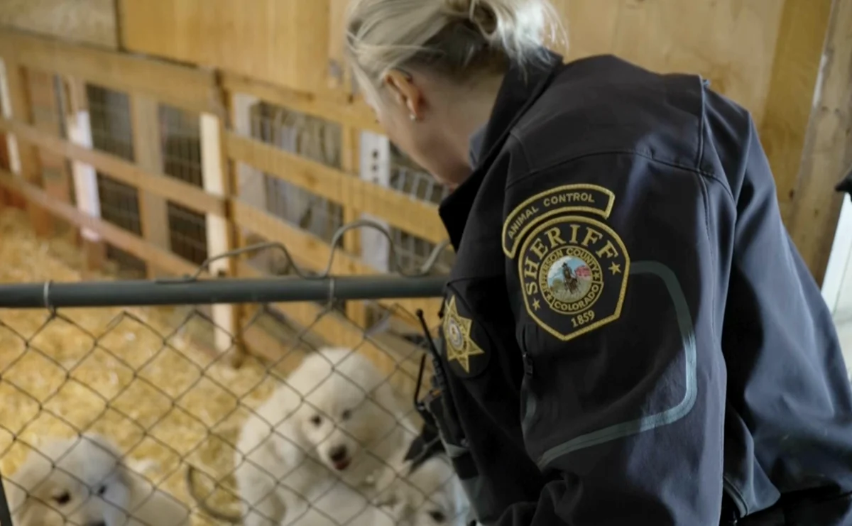 A Jefferson County Animal Control officer checks on a litter of white puppies in a straw-lined pen