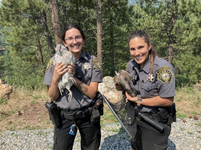 Two Animal Control officers hold chickens rescued during a wildfire evacuation