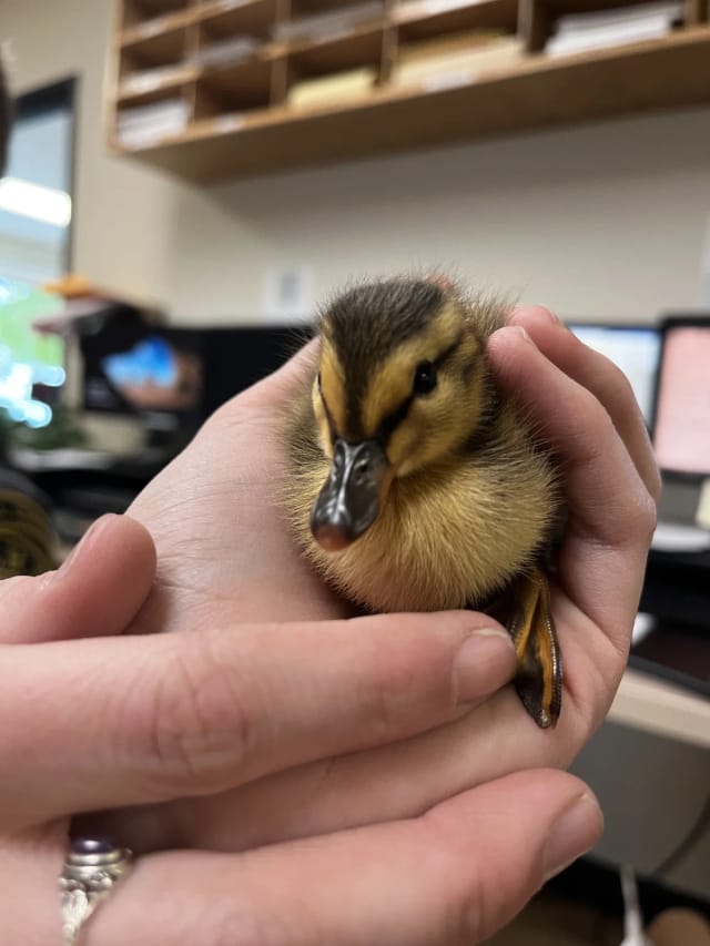 A rescued duckling cradled in an Animal Control officer's hands