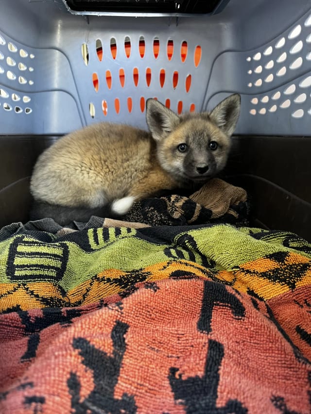 A rescued fox kit resting on towels in a carrier basket