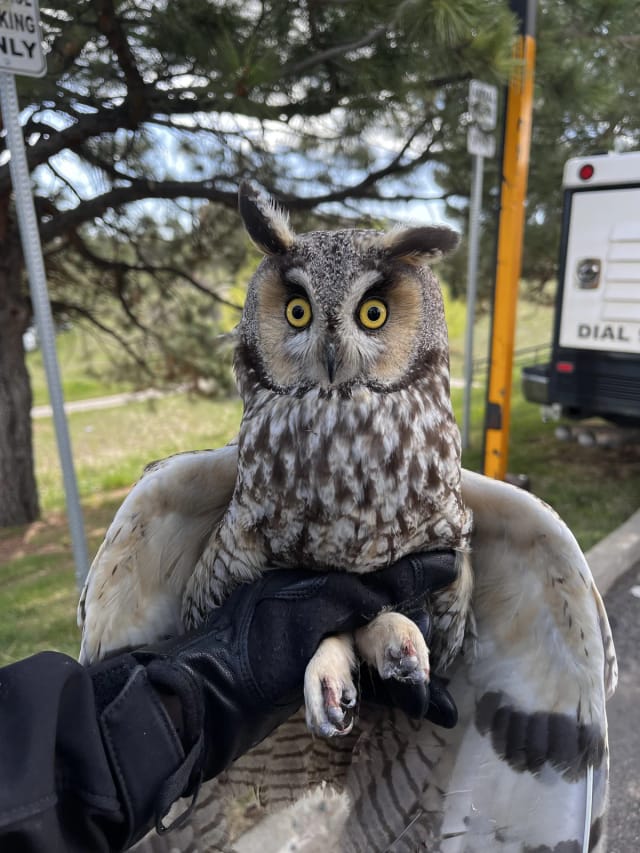 An Animal Control officer holds a rescued owl in a gloved hand