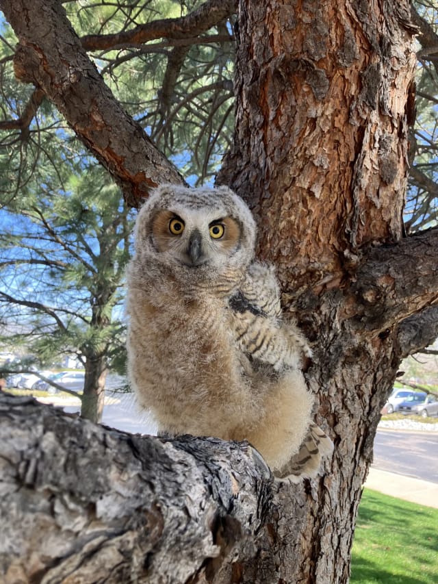 An owl fledgling perched on a pine branch