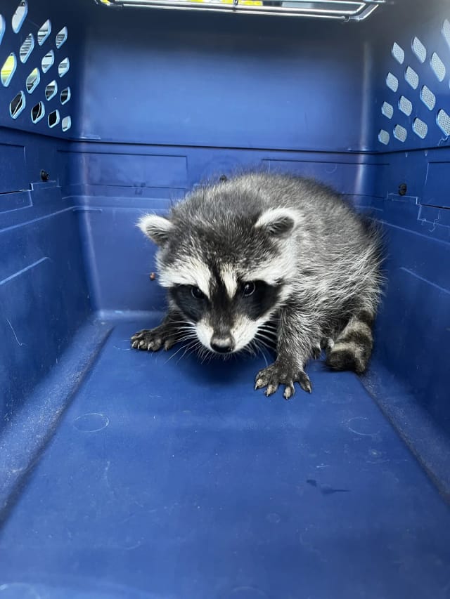 A young raccoon in a transport bin with one paw raised