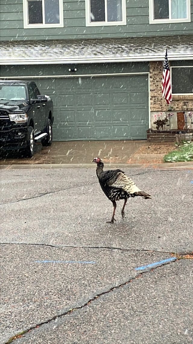 A wild turkey walking across a snowy neighborhood street