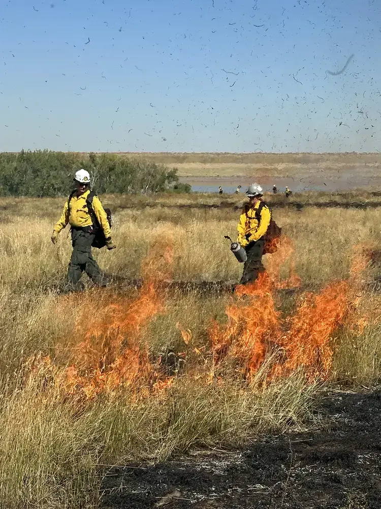 Two firefighters igniting a controlled burn in dry grass
