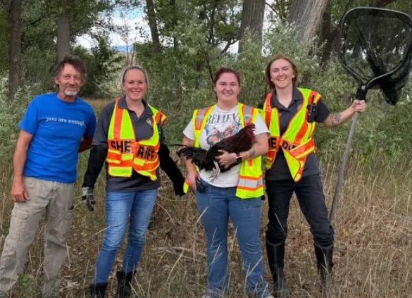 Four people in dry brush, three wearing orange and yellow Sheriff safety vests; one holds a rescued chicken and another holds a long-handled catch net